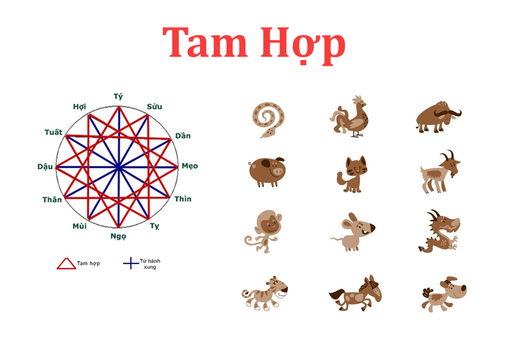 Chọn tuổi mở hàng thuộc nhóm tam hợp với gia chủ