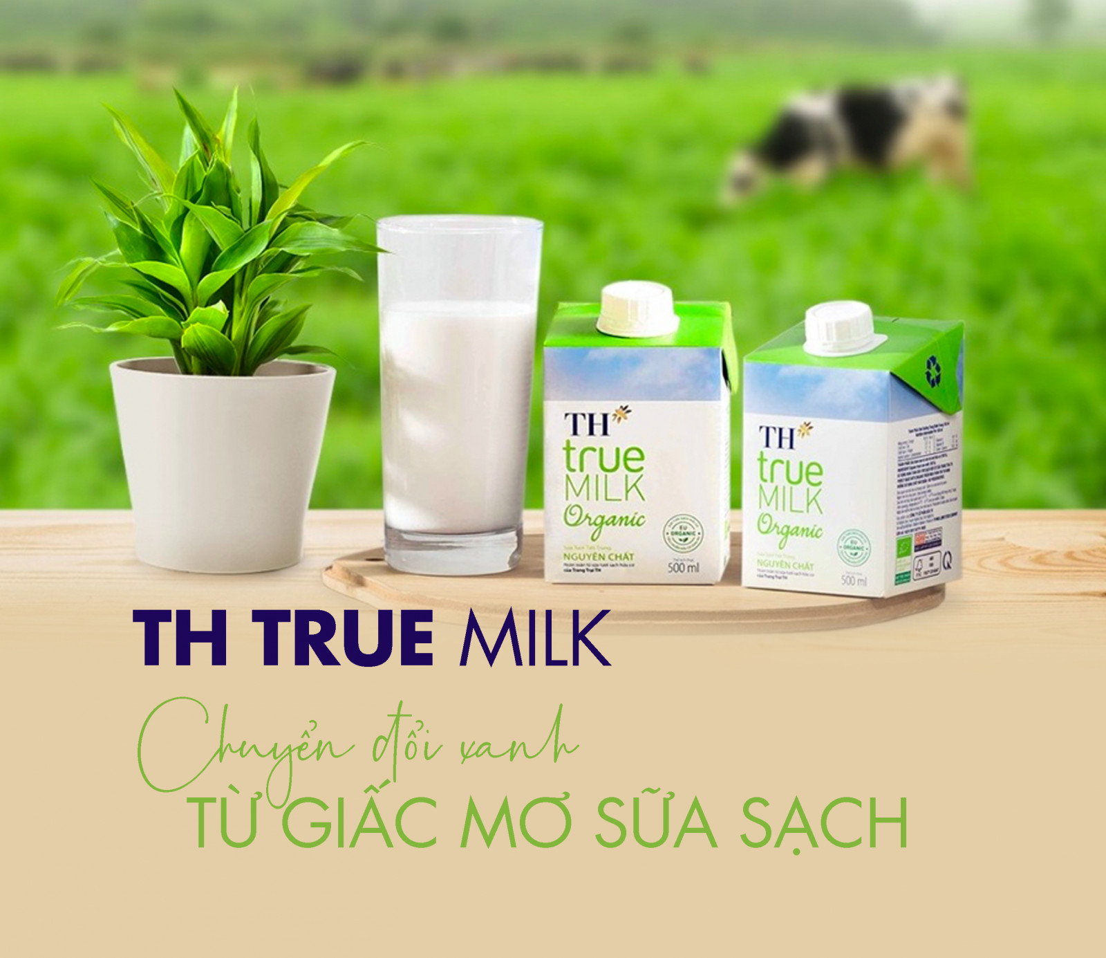 Sữa hữu cơ TH True Milk